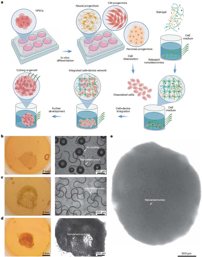 图 4a 描述了 hPSCs 分化为不同类型前体细胞并与网状纳米电子设备整合的过程