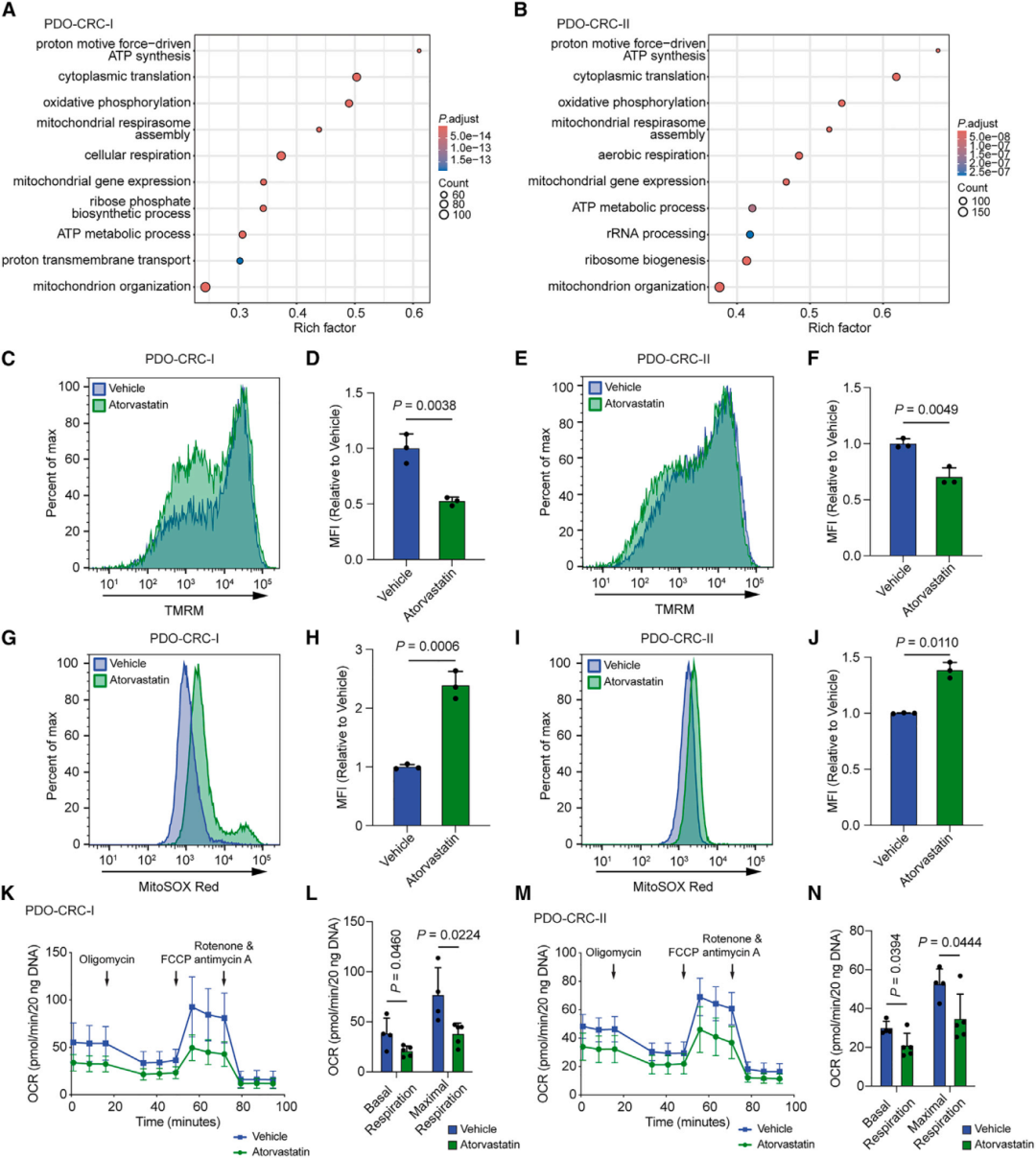 3.他汀类药物在结直肠癌中靶向线粒体
