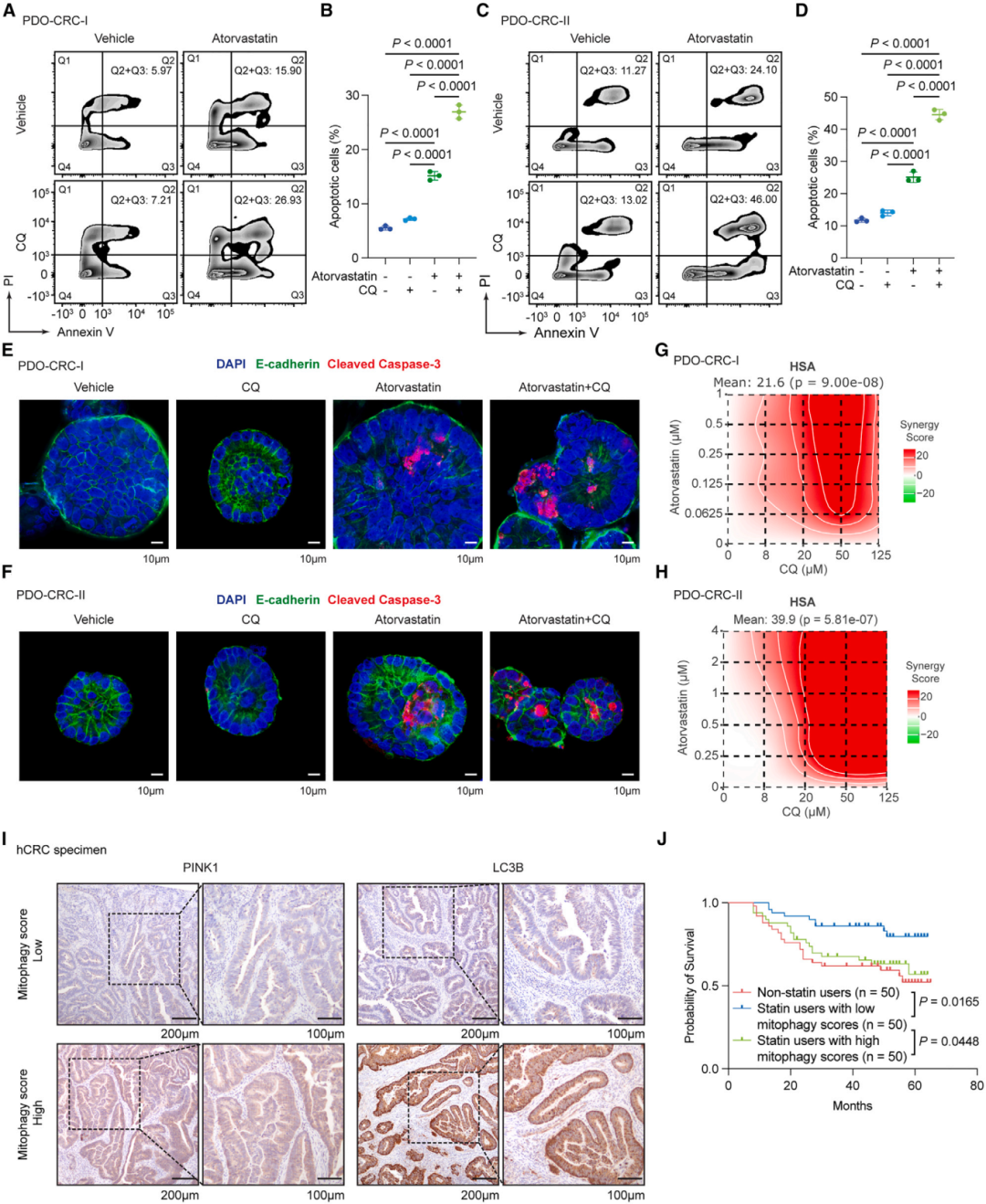 5，线粒体自噬增加结直肠癌对他汀治疗的耐受性