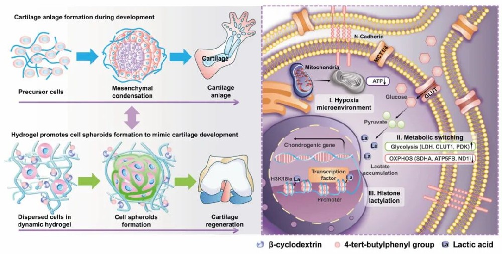 图1 细胞适应性的动态水凝胶网络促进了被包裹细胞发育所需的凝结和代谢重编程，以促进软骨器官的形成，促进原位组织再生