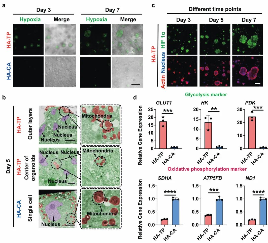 图3 具有更高网络动力学的水凝胶促进细胞器官诱导的缺氧，并驱动有利于软骨生成的代谢开关