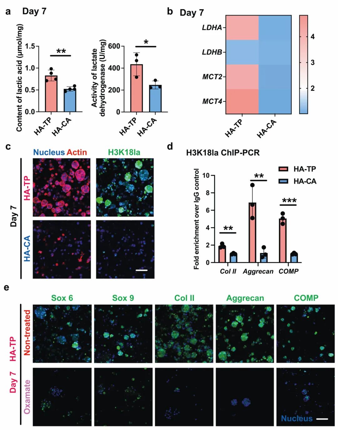 图4 在超动态水凝胶中形成的软骨类器官揭示了缺氧诱导的组蛋白乳酸化在促进软骨生成中的关键作用