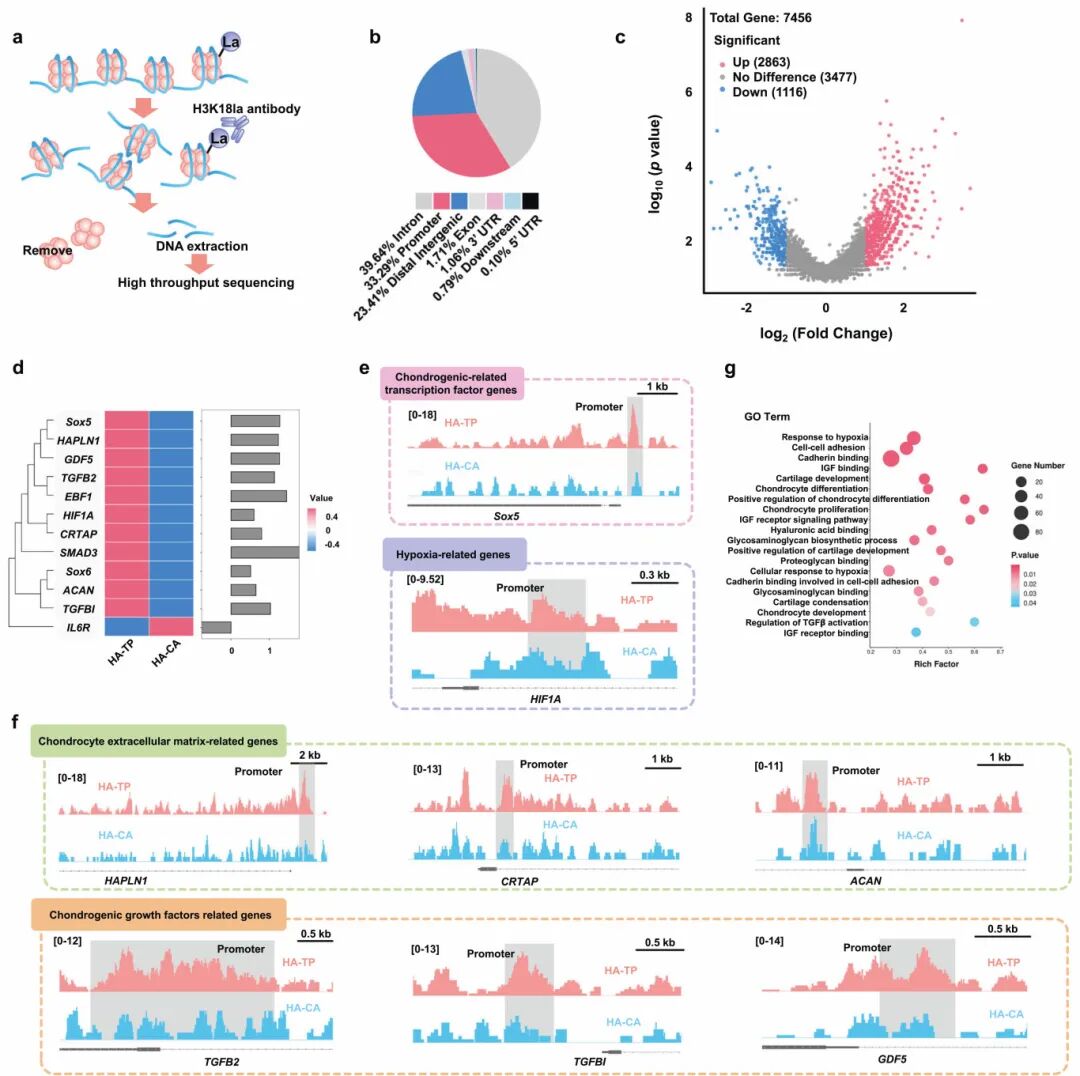 图5 组蛋白乳酸化在与软骨生成分化相关的基因启动子中富集