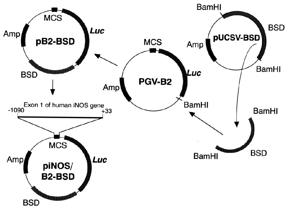 图1：报告基因质粒构建流程