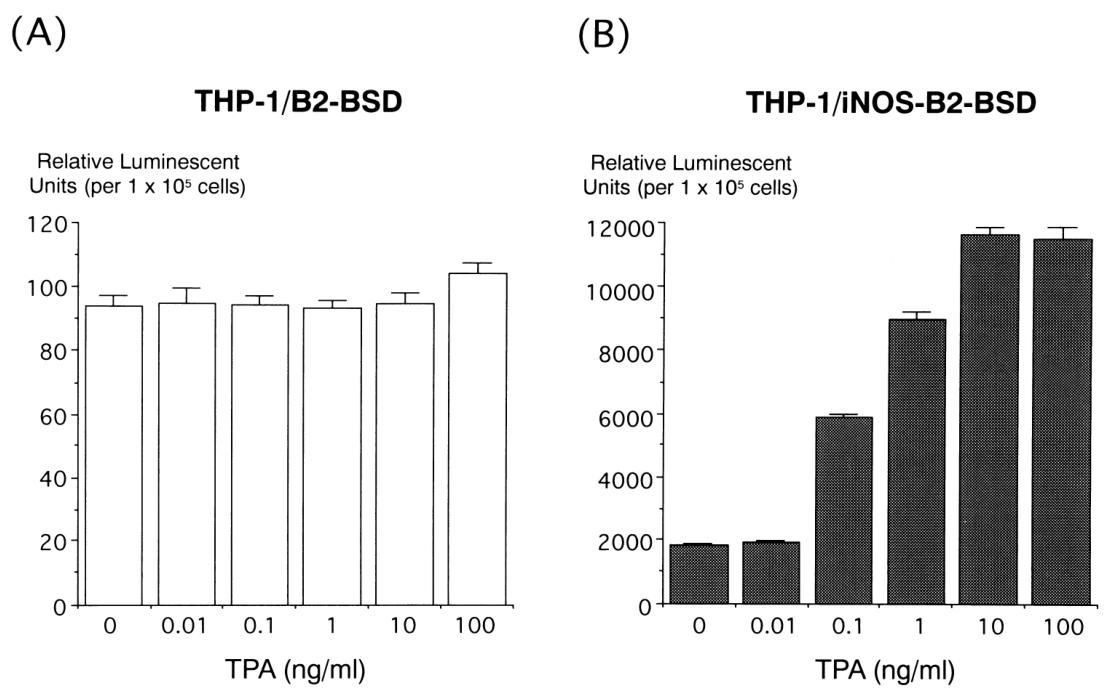 图2：TPA 对 iNOS 启动子活性的诱导作用