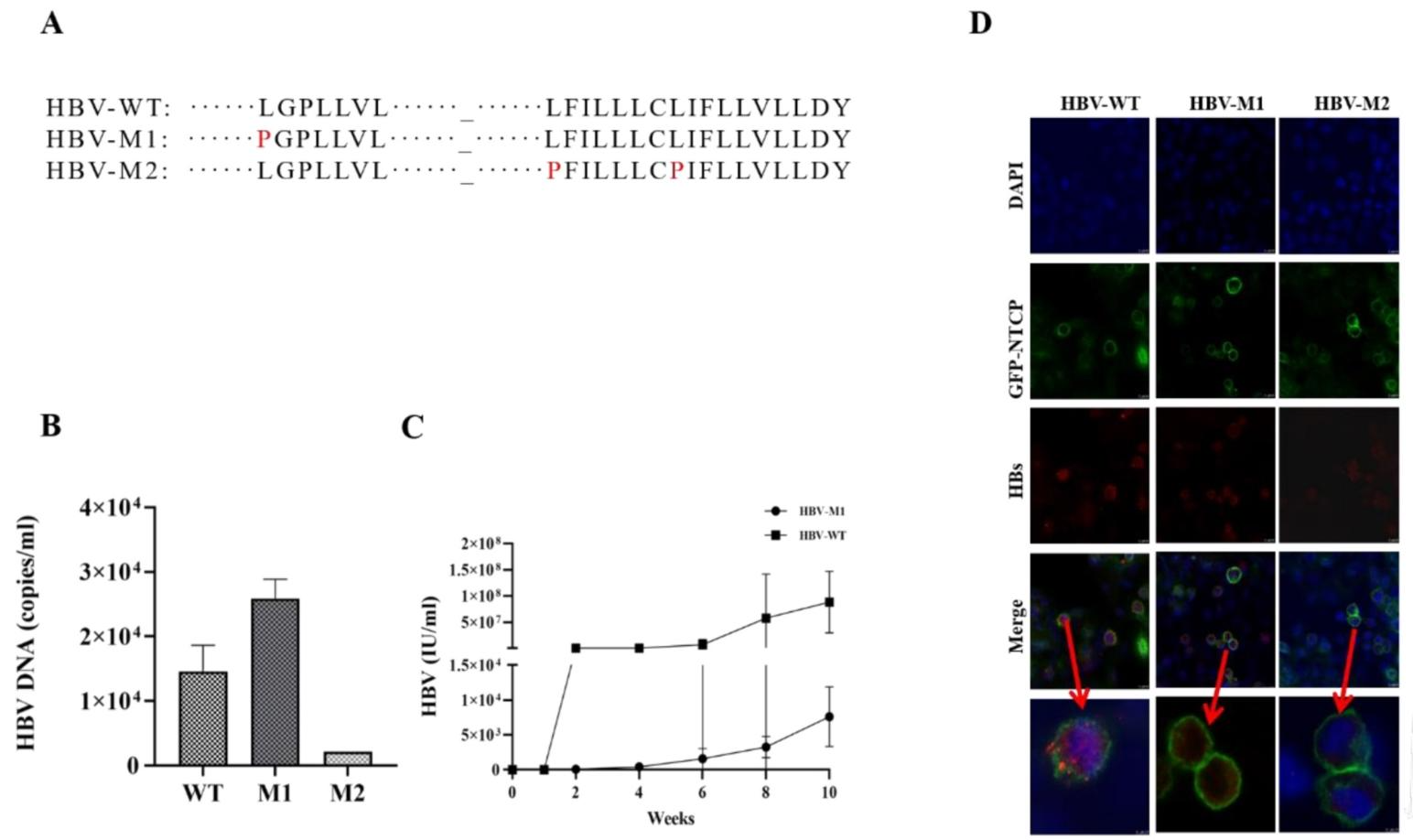 图6：HBs 的 TM1 和 TM2 域调控 HBV 释放与感染性
