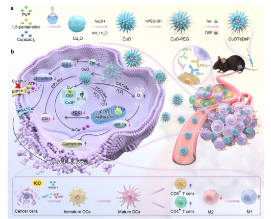 CuOTeDsP纳米平台的合成与肿瘤抑制机制