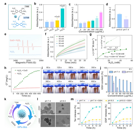 图3：氧化铜纳米颗粒的催化活性与生物降解性