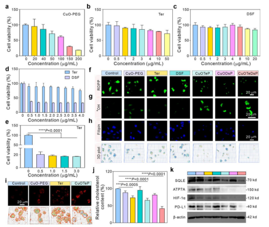 图4：CuOTeDsP的体外治疗效果