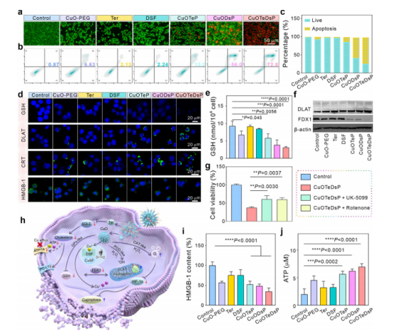 图5：CuOTeDsP在体外诱导铜死亡和ICD的效率