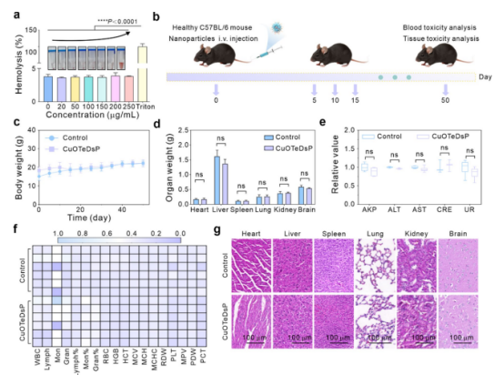 图6：CuOTeDsP生物安全性评估