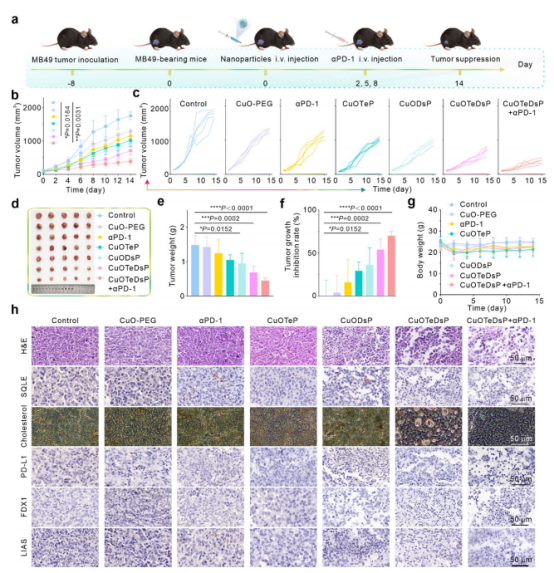 图8：膀胱癌体内治疗方案示意图