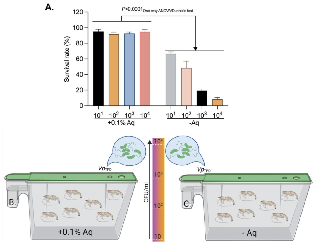 图 7：Aq 在幼虾挑战试验中的保护作用