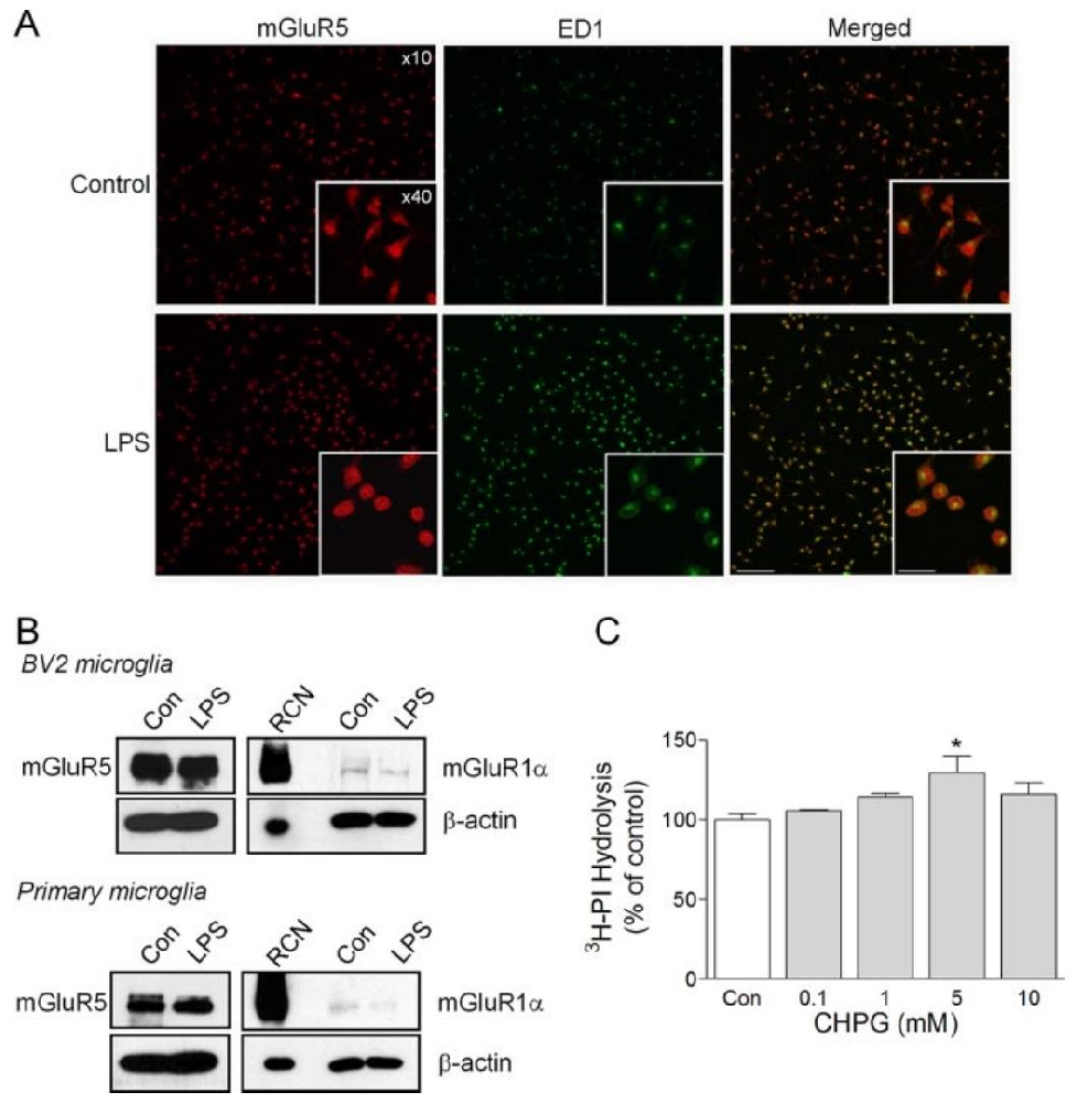 图 1：小胶质细胞表达功能性 mGluR5 受体