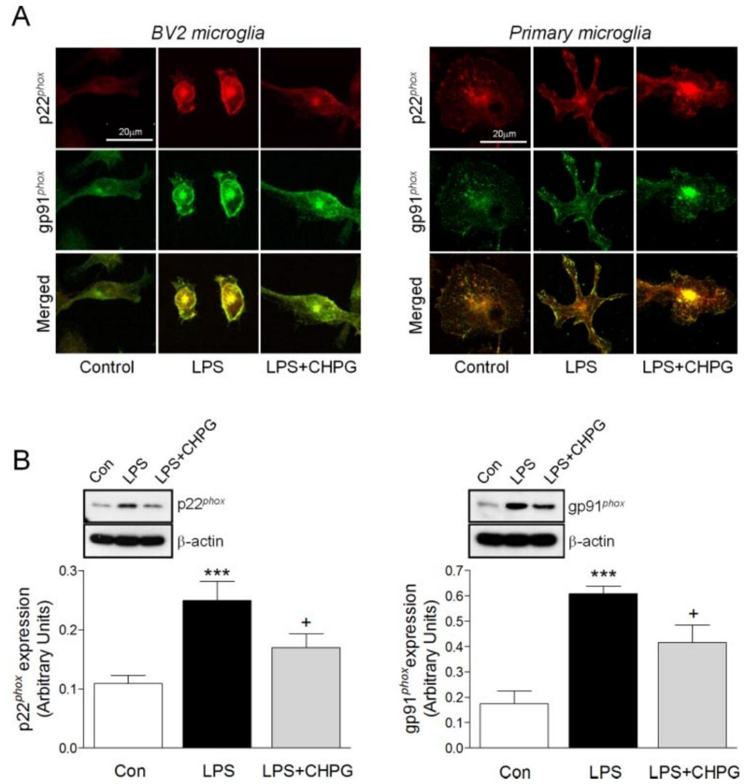 图 4：mGluR5 激活降低 NADPH 氧化酶亚基表达
