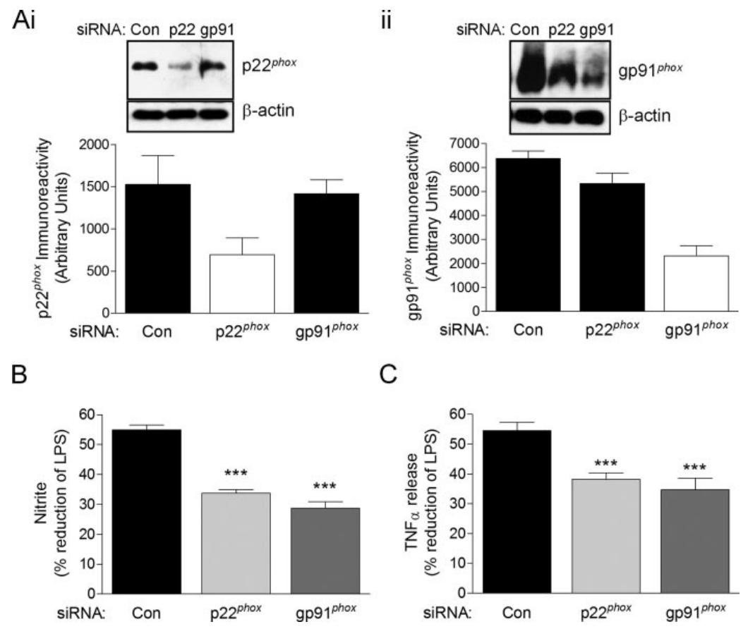 图 6：NADPH 氧化酶亚基敲低减弱 mGluR5 的保护作用