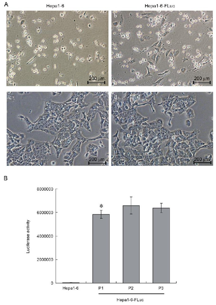 图1：Hepa1-6-FLuc 细胞系的构建