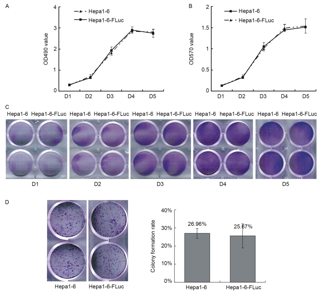 图2：Hepa1-6-FLuc 与母本细胞的增殖及克隆形成能力对比