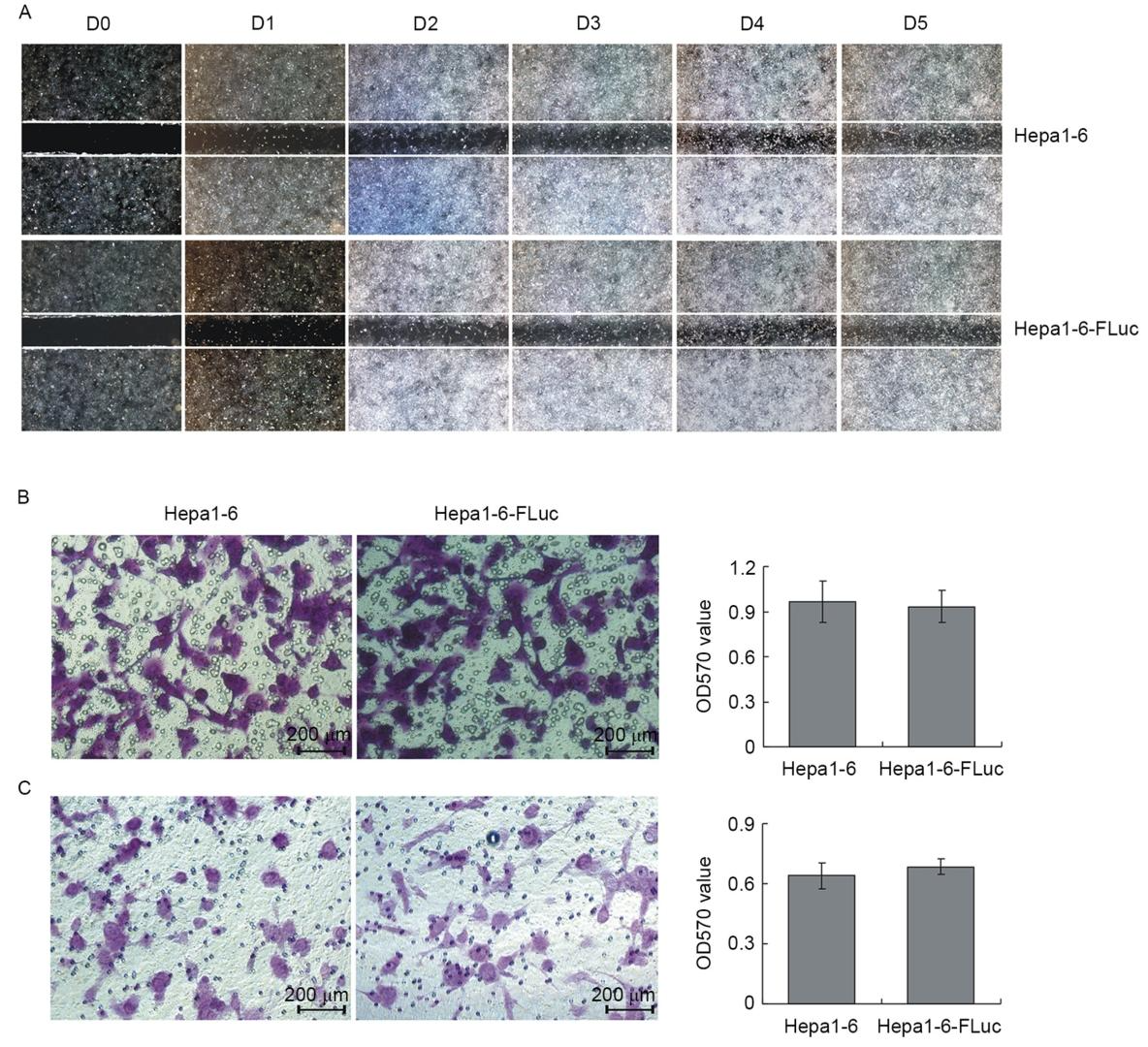 图3：Hepa1-6-FLuc 与母本细胞的迁移及侵袭能力对比