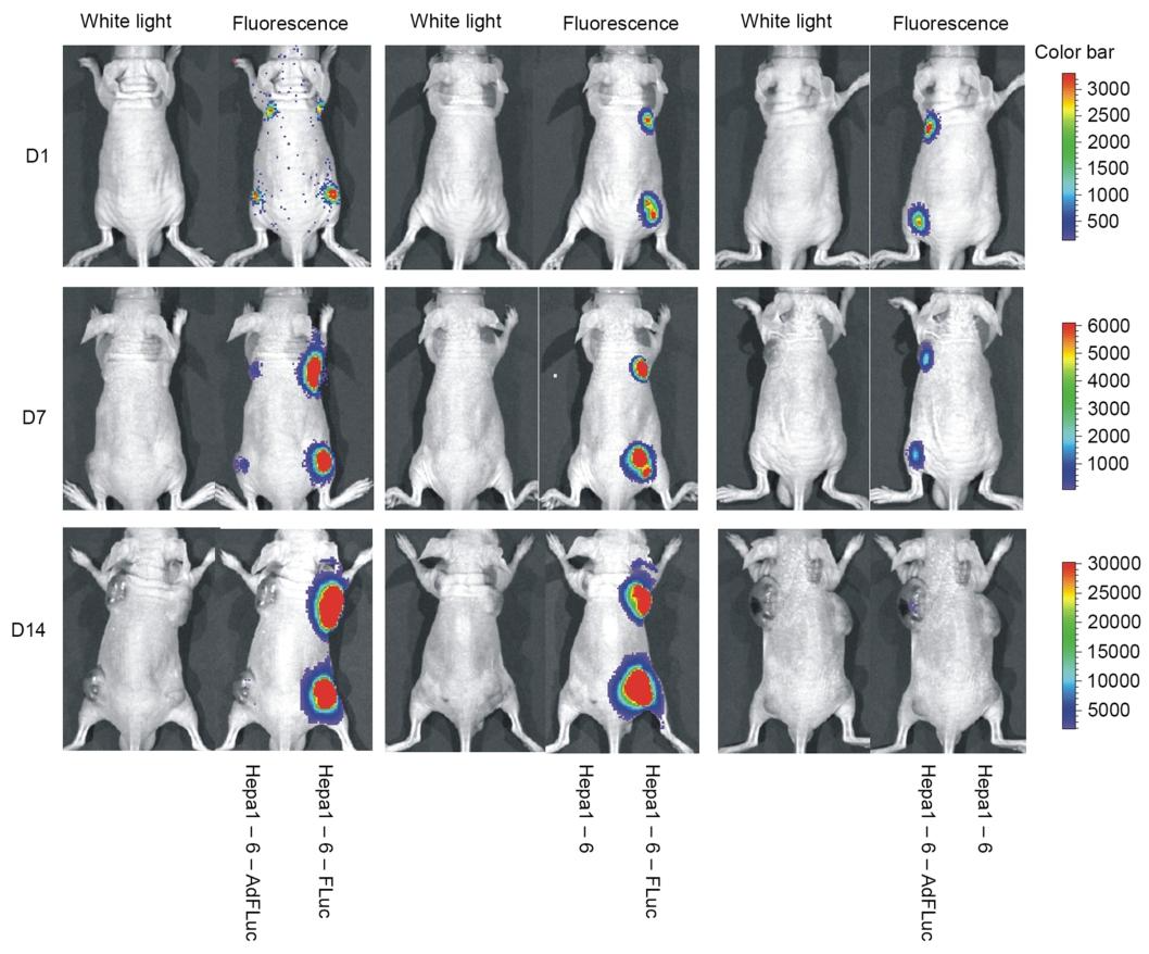 图4：Hepa1-6-FLuc 细胞的体内生物发光成像效果