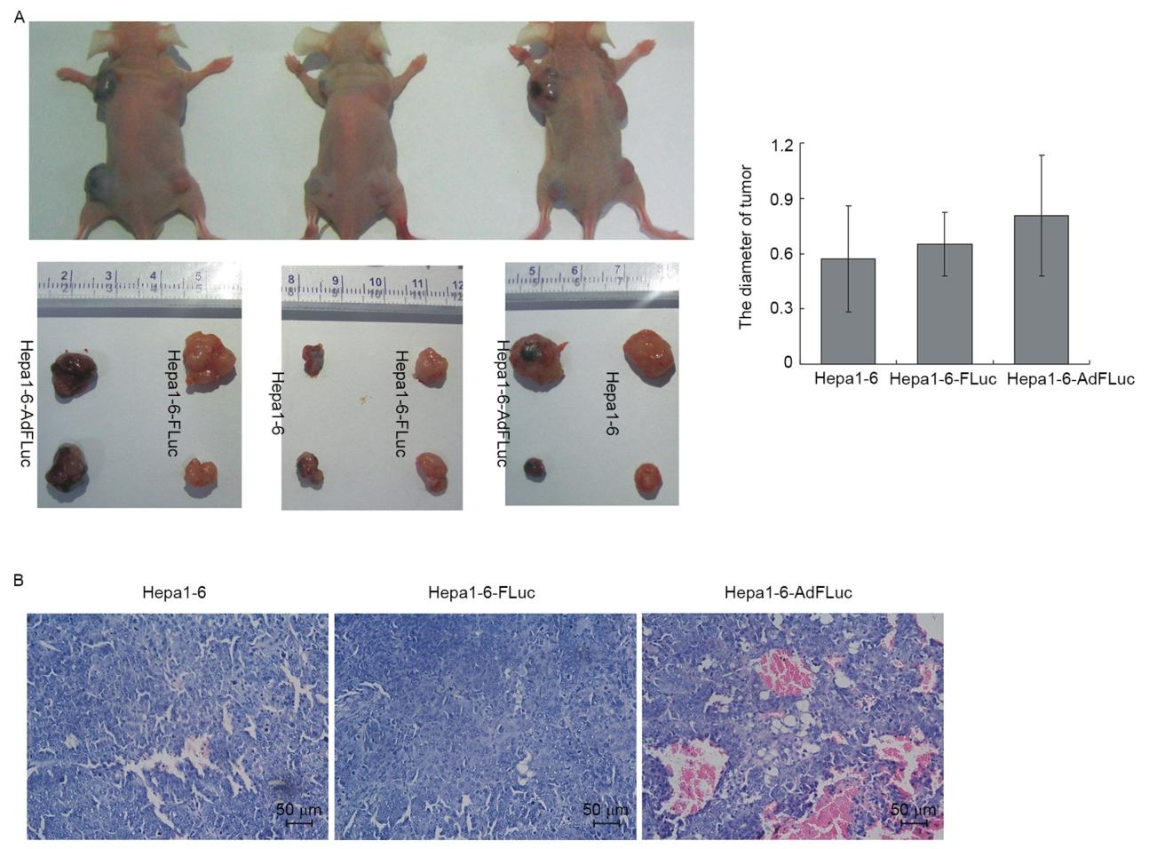 图5：三组细胞形成肿瘤的大小及病理形态