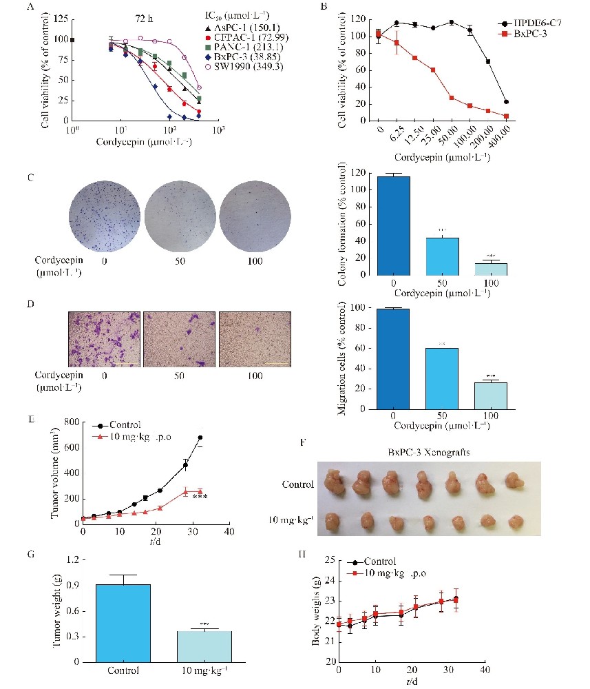 图1：虫草素在体外和体内抑制 BxPC-3 细胞生长