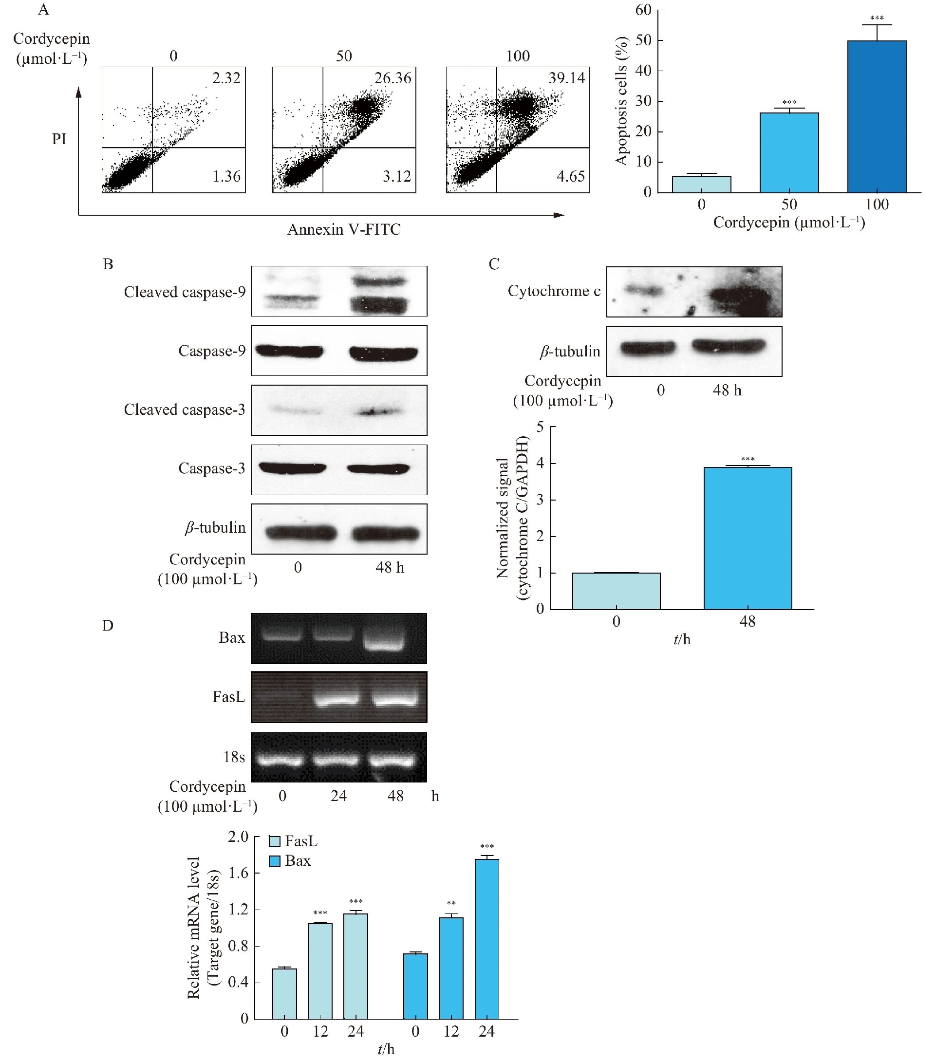 图2：虫草素诱导 BxPC-3 细胞凋亡