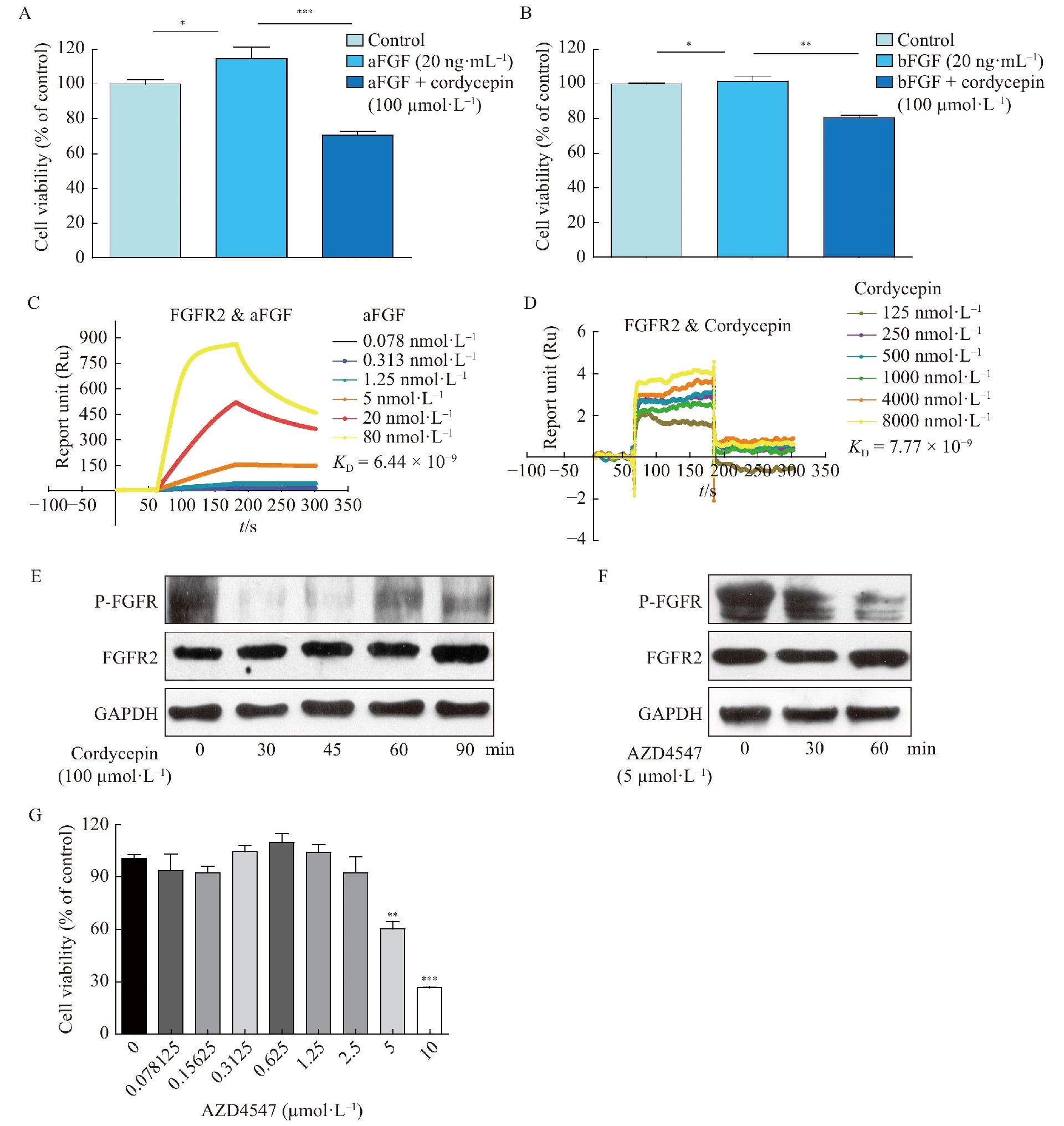 图4：虫草素结合 FGFR2 并阻断 aFGF 诱导的细胞生长