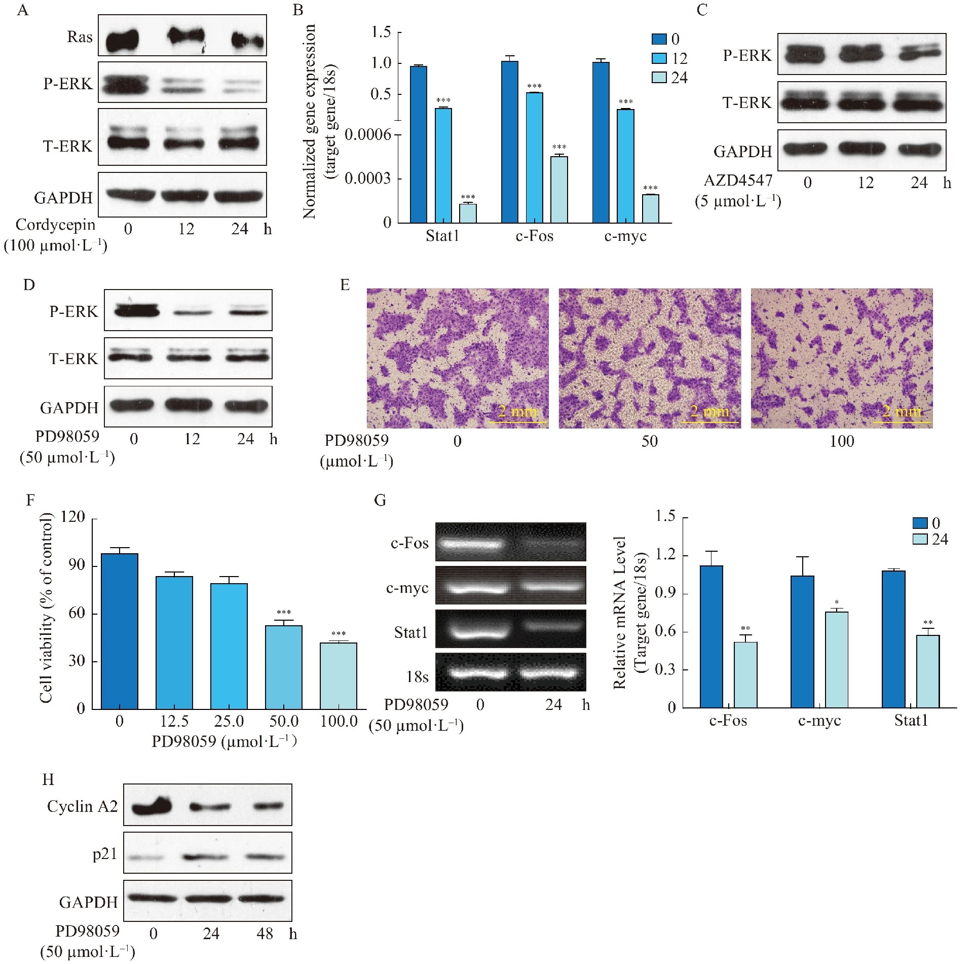 图5：虫草素通过抑制 ERK 通路诱导细胞死亡
