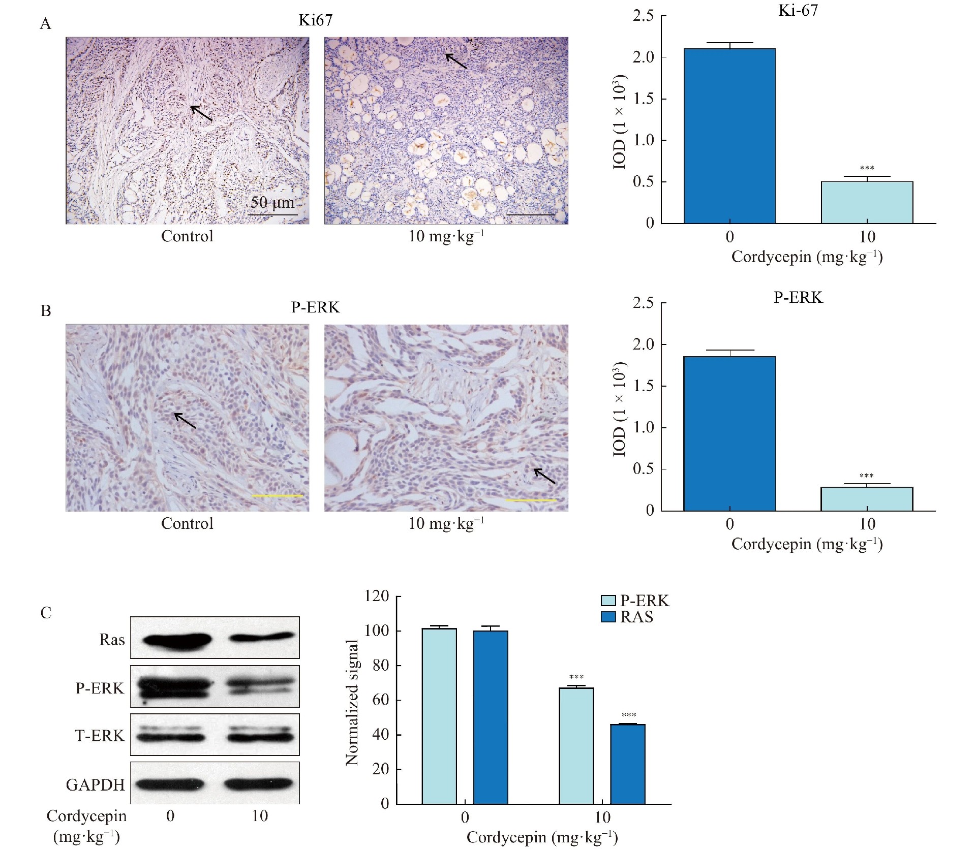 图6：虫草素在体内阻断 FGFR/Ras/ERK 信号抑制肿瘤生长