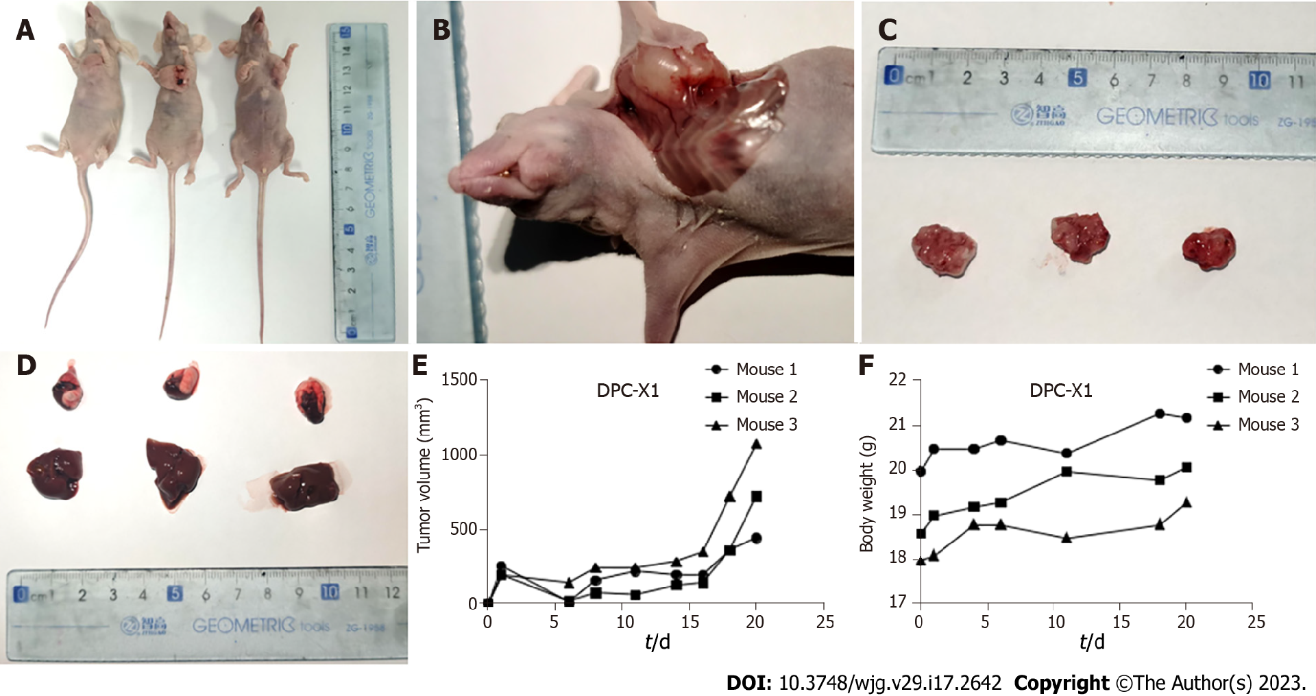 图5：DPC-X1 的裸鼠成瘤实验