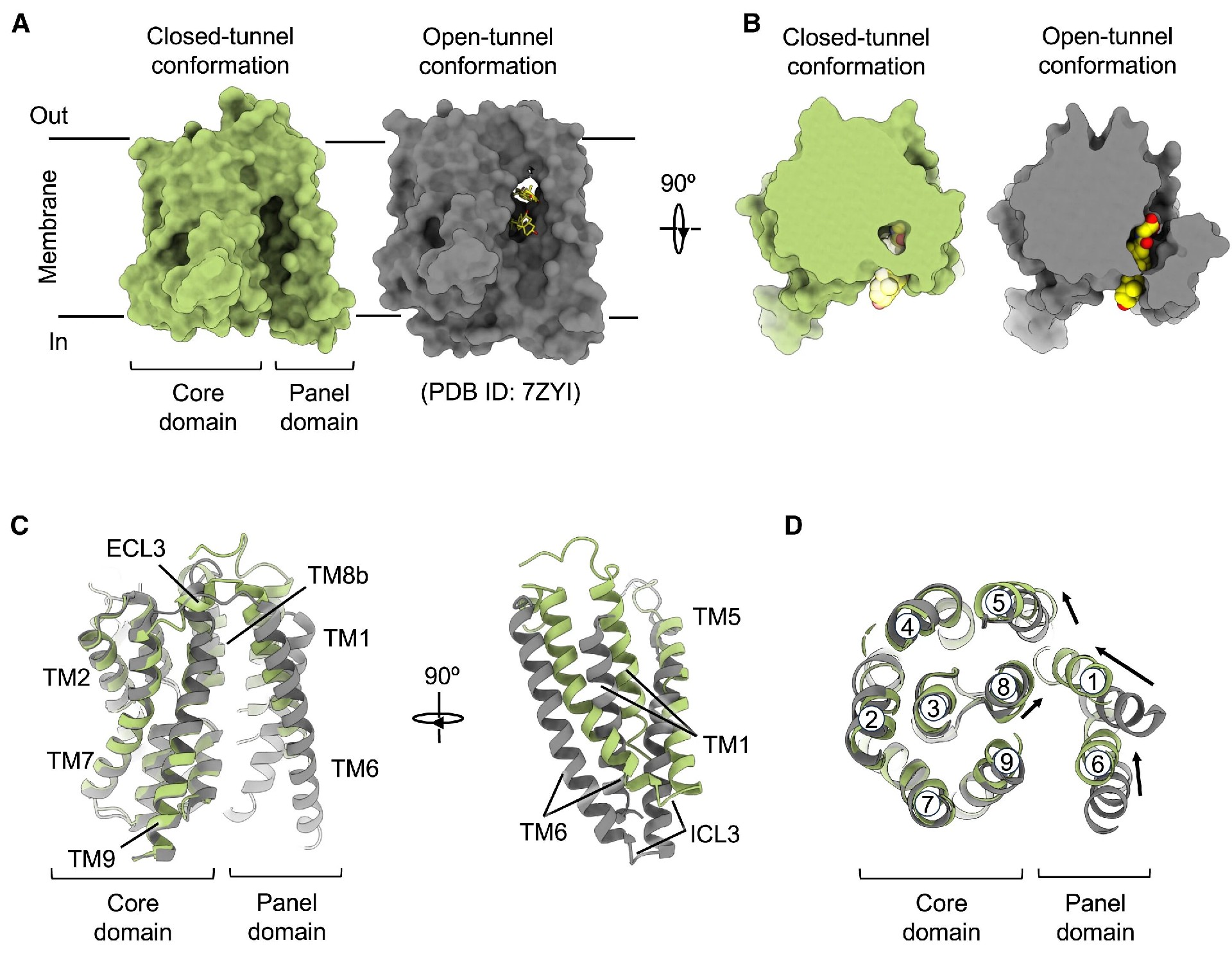 图3：NTCP 闭合构象与开放构象的结构对比
