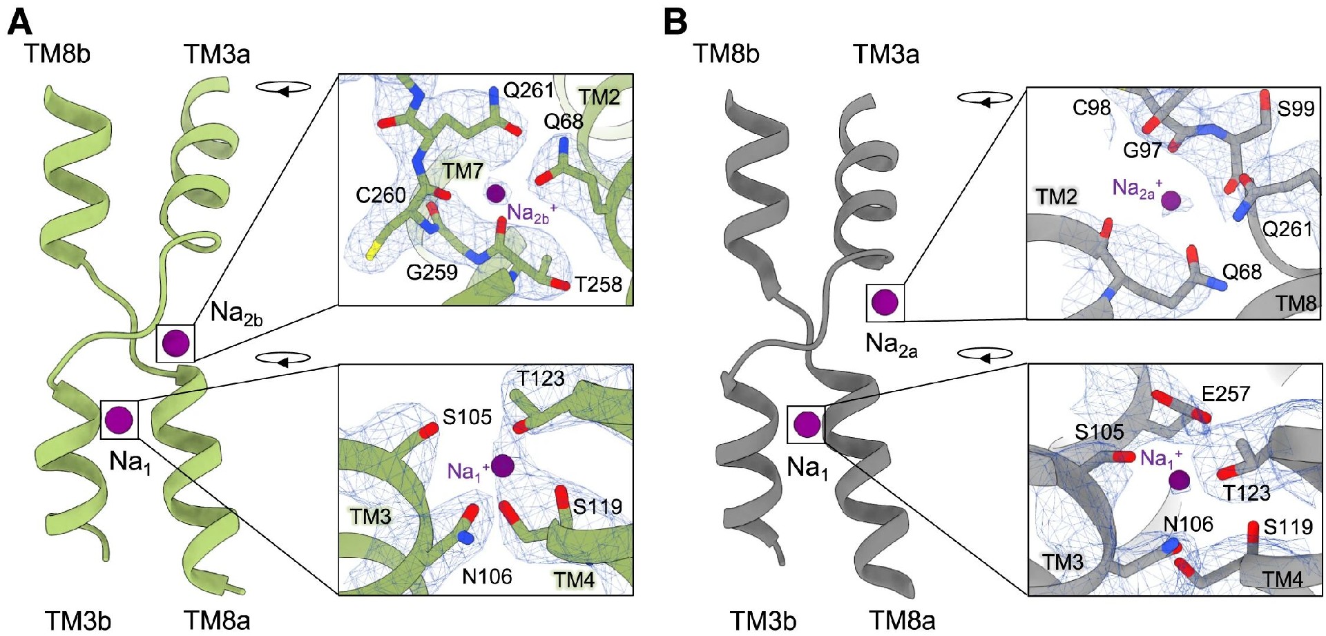图4：钠离子结合位点的鉴定