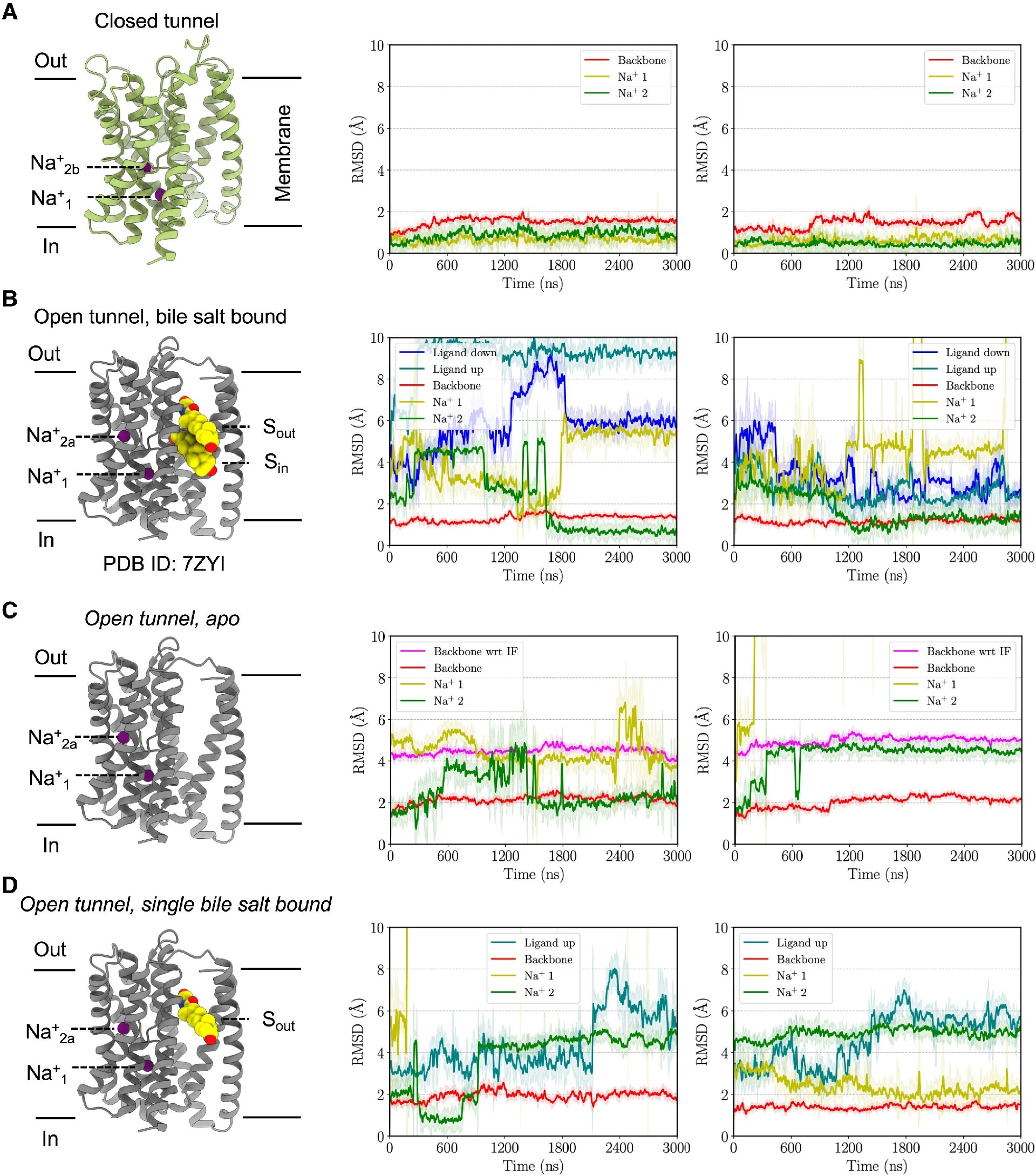 图5：MD 模拟揭示构象稳定性与动态变化