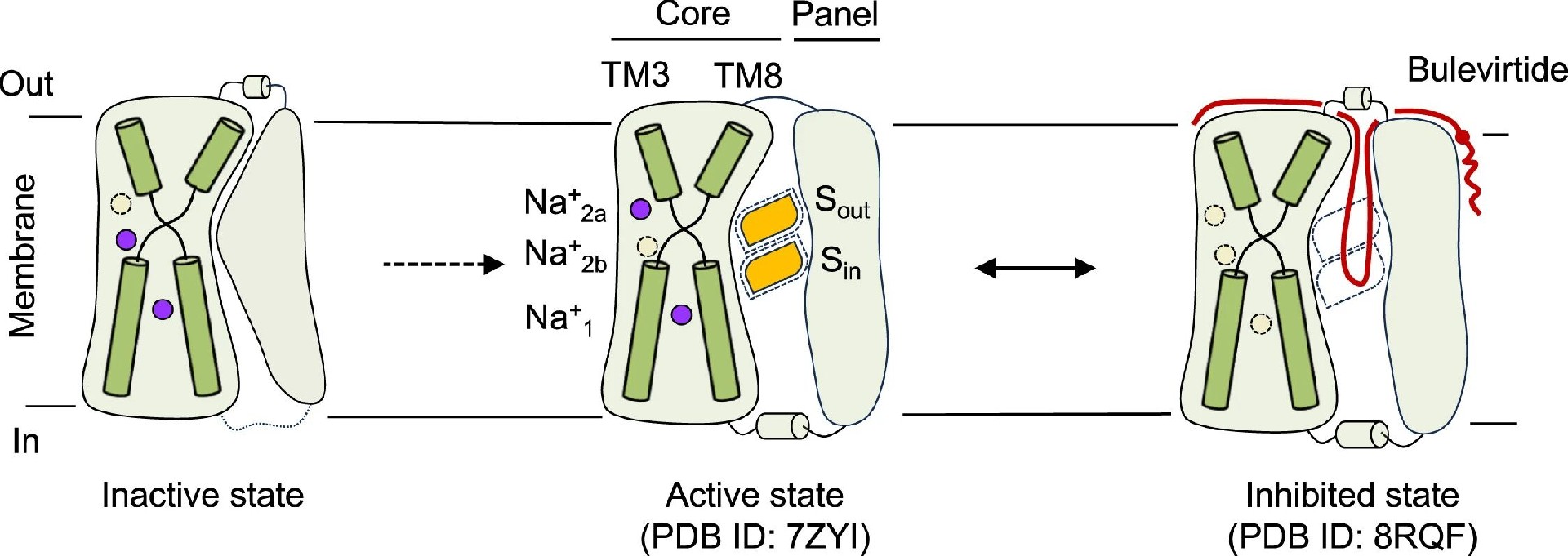 图6：NTCP 的构象状态与转运机制示意图