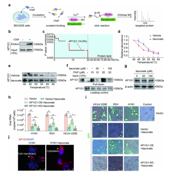 图2：CuOTeDsP的制备与表征