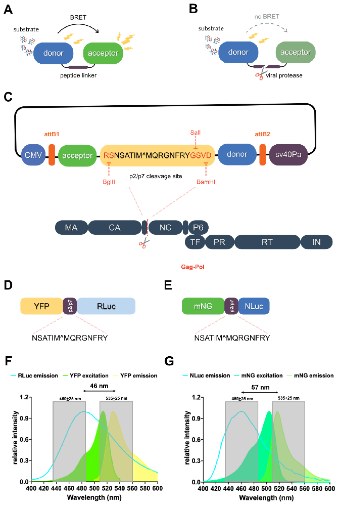 图1：BRET 报告基因的设计与光谱特性
