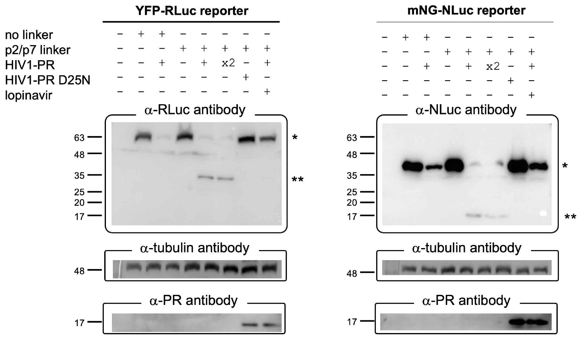 图4：Western blot 验证报告基因切割