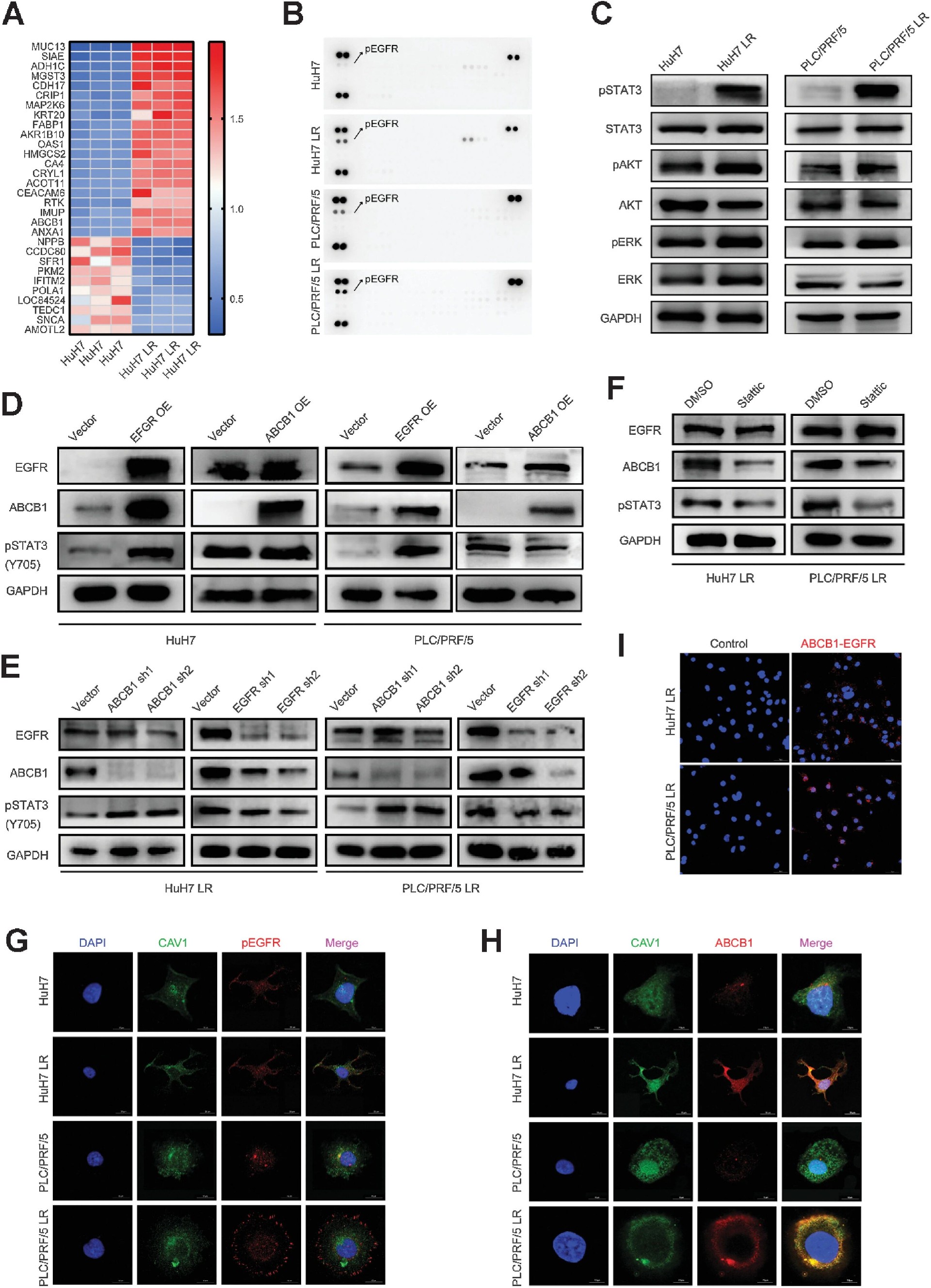 图2：EGFR-STAT3-ABCB1 通路在耐药模型中激活