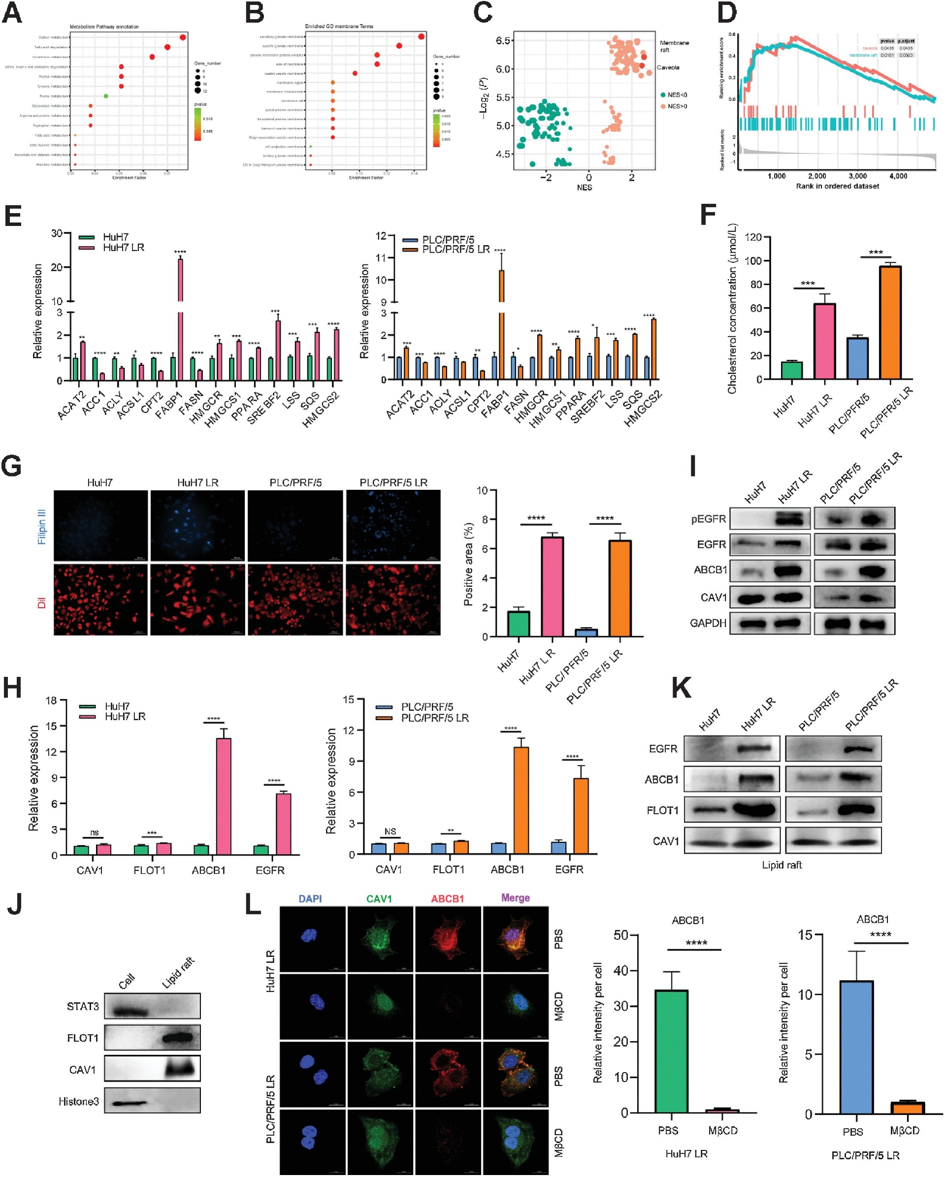 图3：EGFR 以脂质筏依赖方式激活 ABCB1
