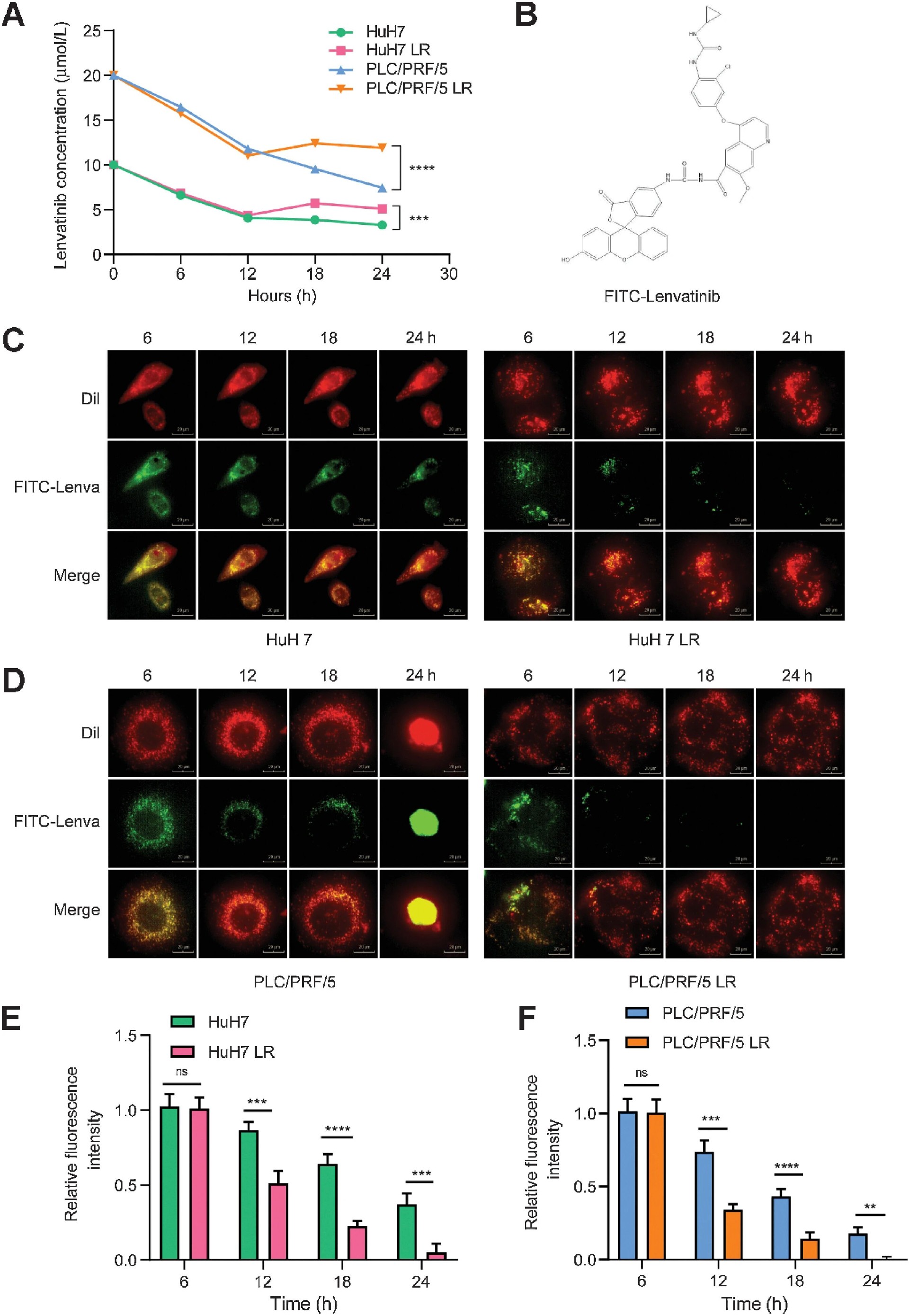 图5：ABCB1 介导仑伐替尼外排导致耐药