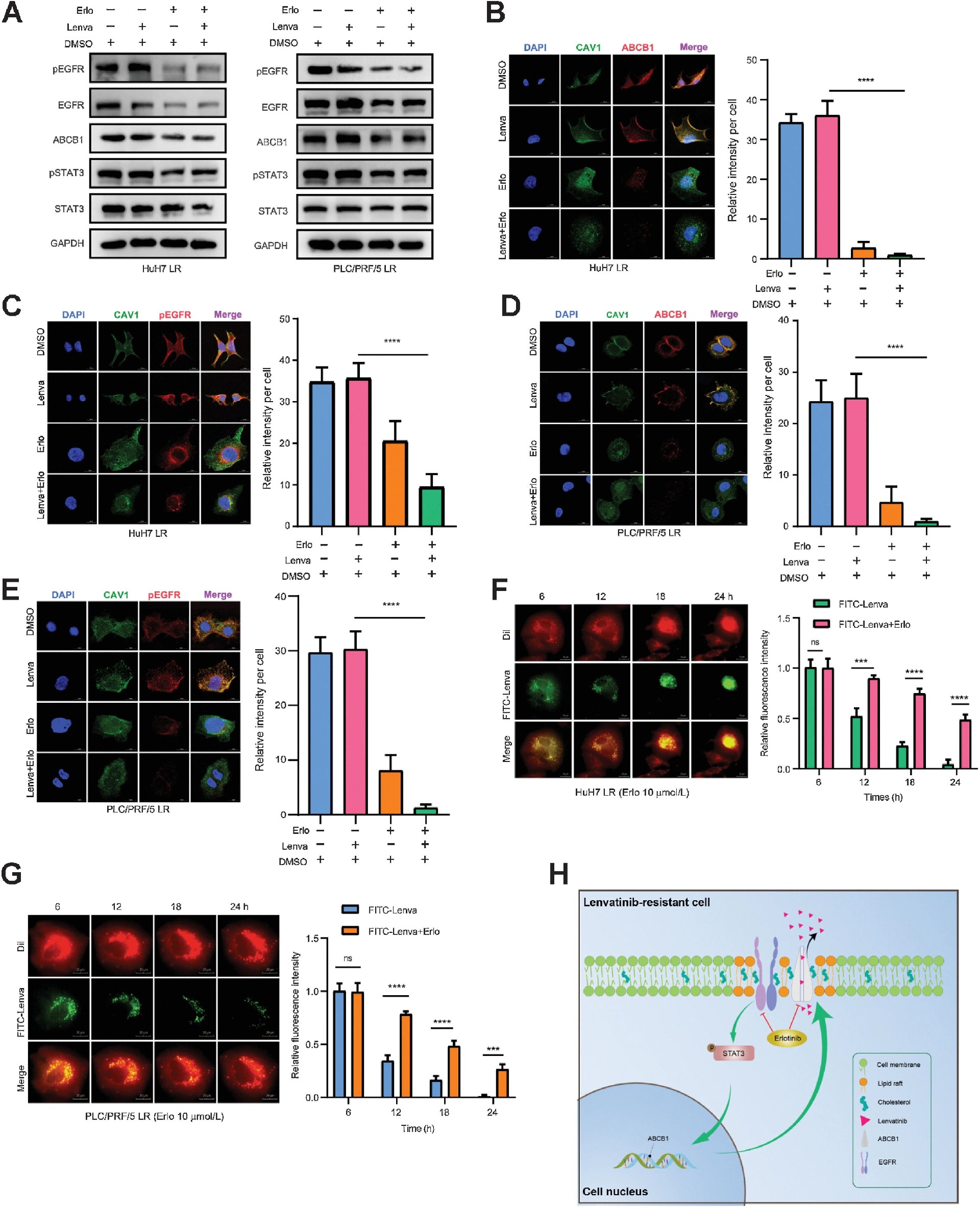 图7：厄洛替尼通过阻断 EGFR-STAT3-ABCB1 通路抑制药物外排