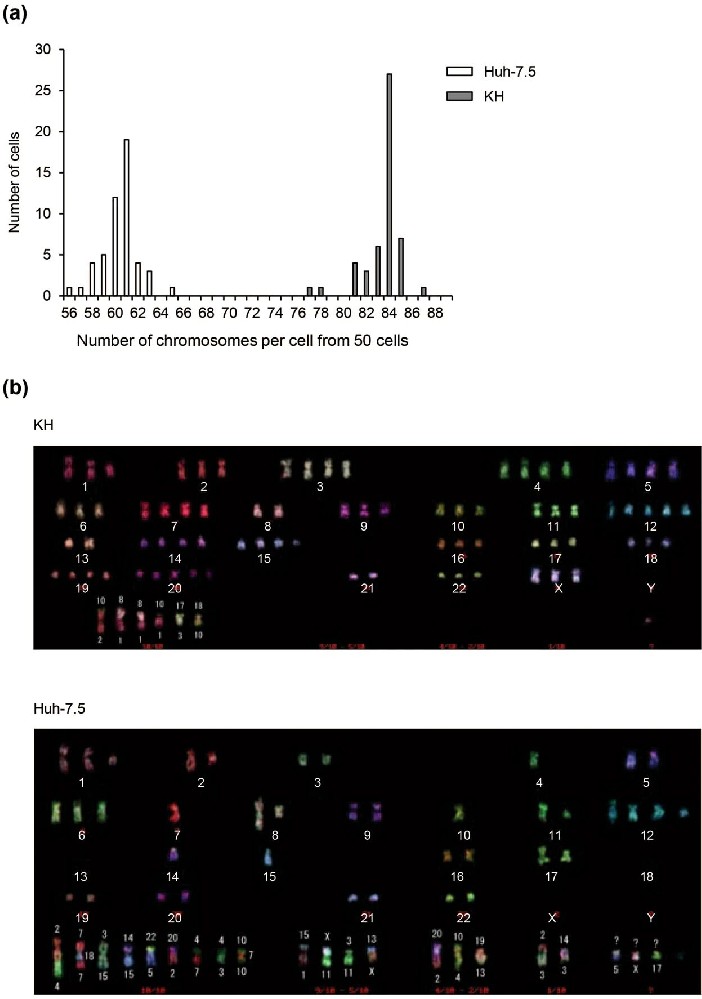 图1：Hep-X1 来源患者的临床与病理数据
