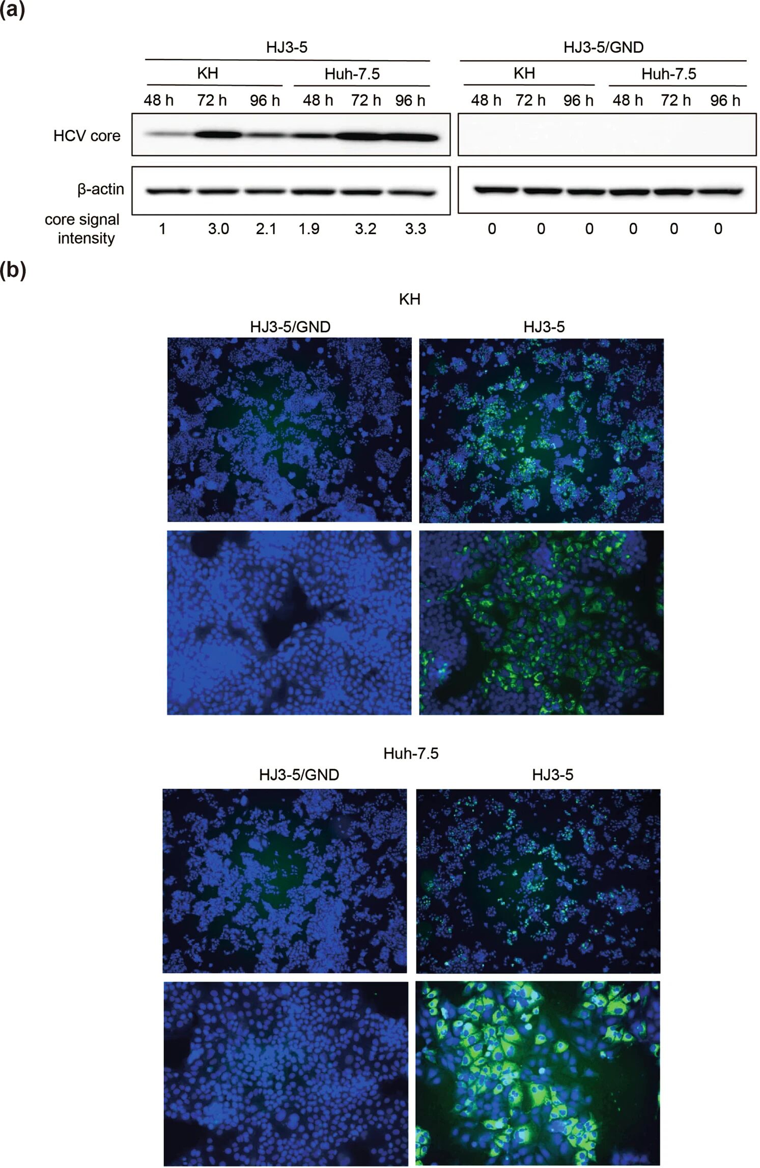 图3：Hep-X1 原代培养过程、生长曲线与 STR 图谱