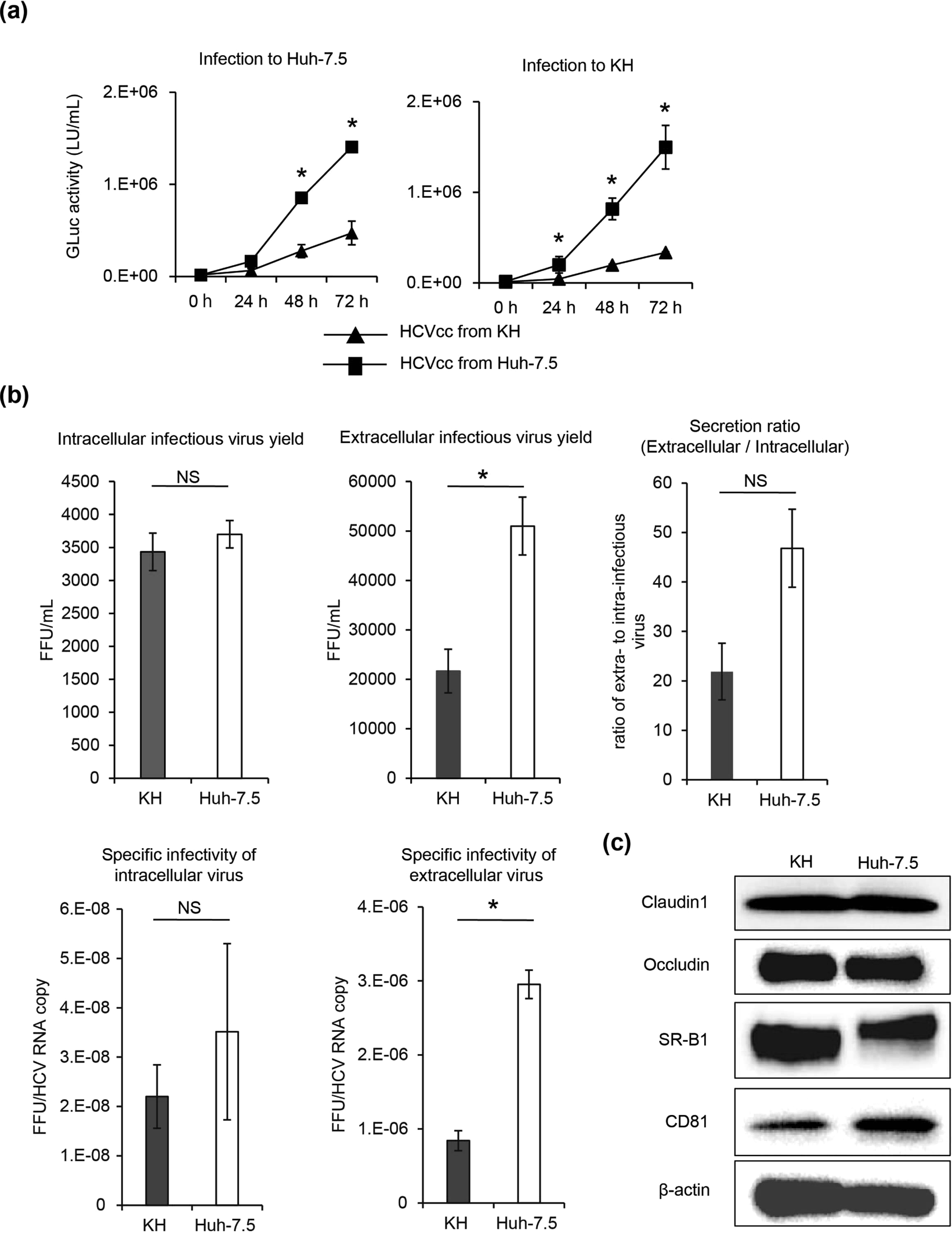 图5：Hep-X1 染色体核型分析