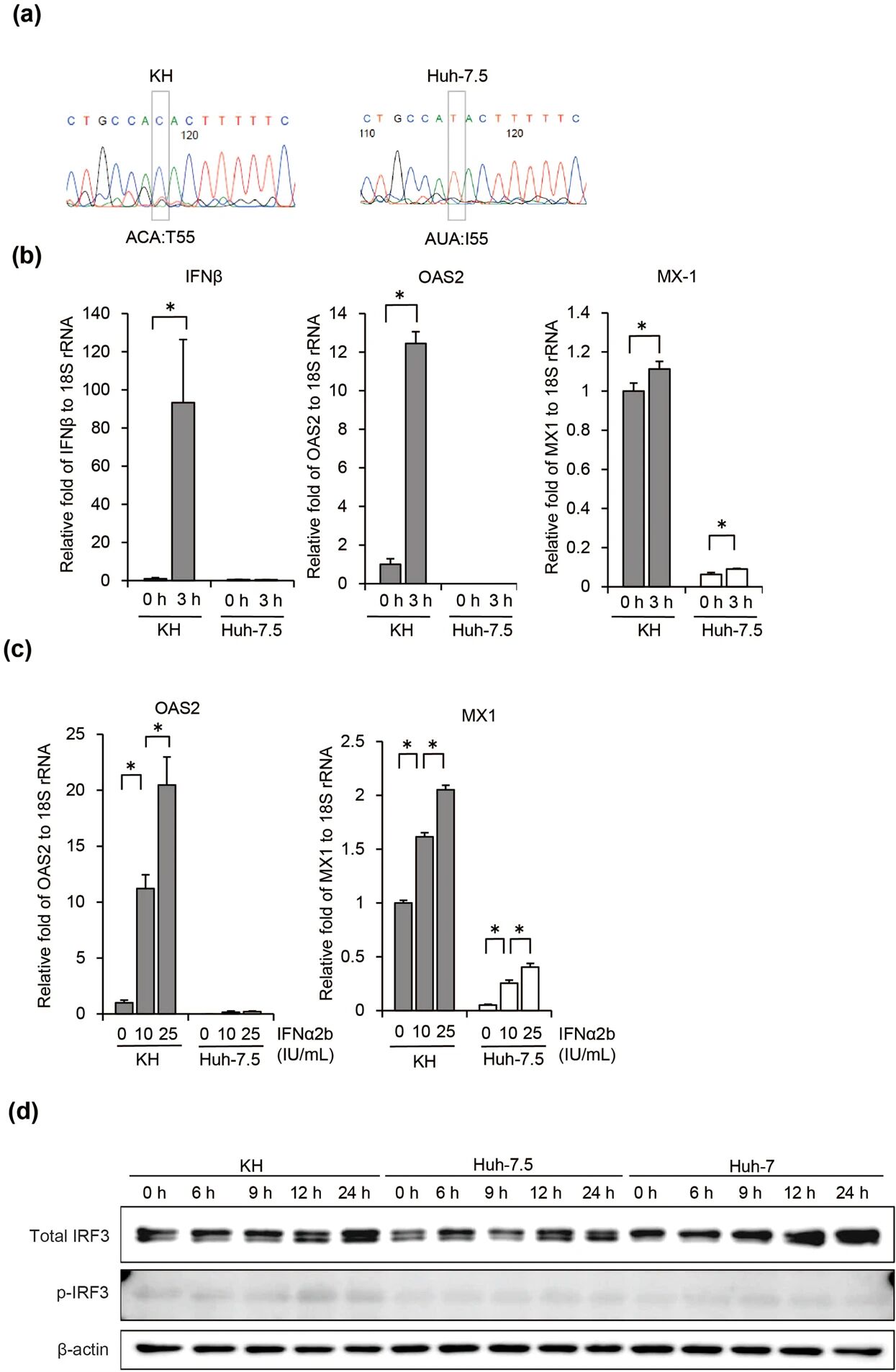 图6：原发肿瘤、Hep-X1 细胞及类器官的免疫表型