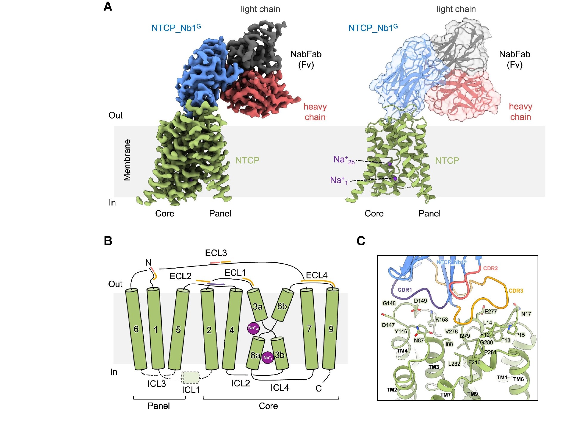 图2：HBV PreS/S 基因系统发育树分析