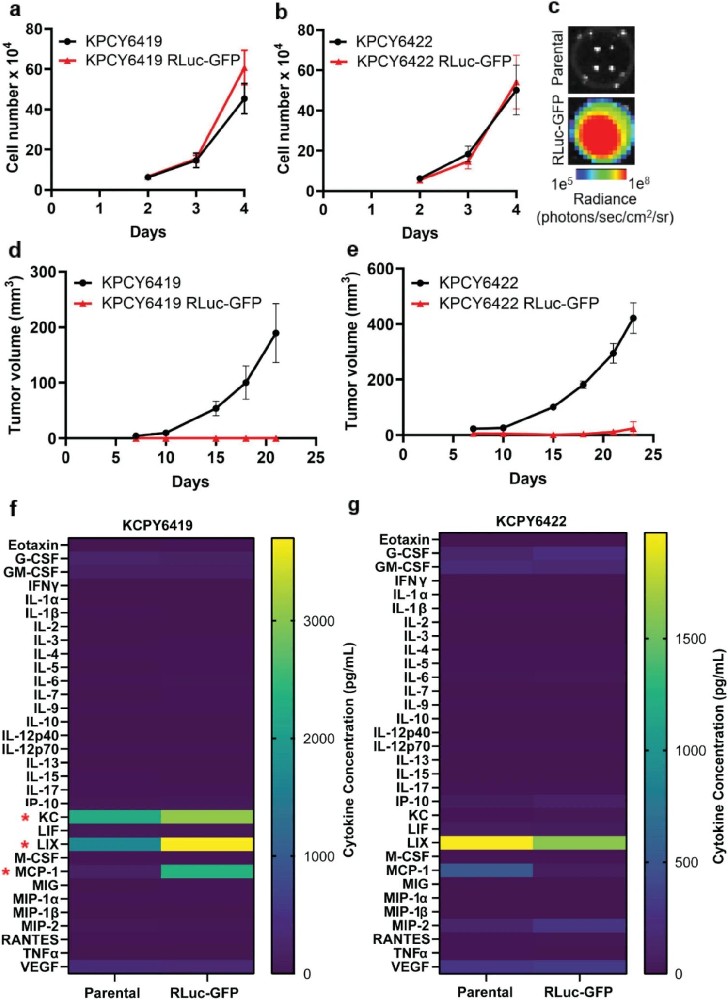 图1：RLuc-GFP 报告基因对 PDAC 细胞体外增殖及体内成瘤的影响