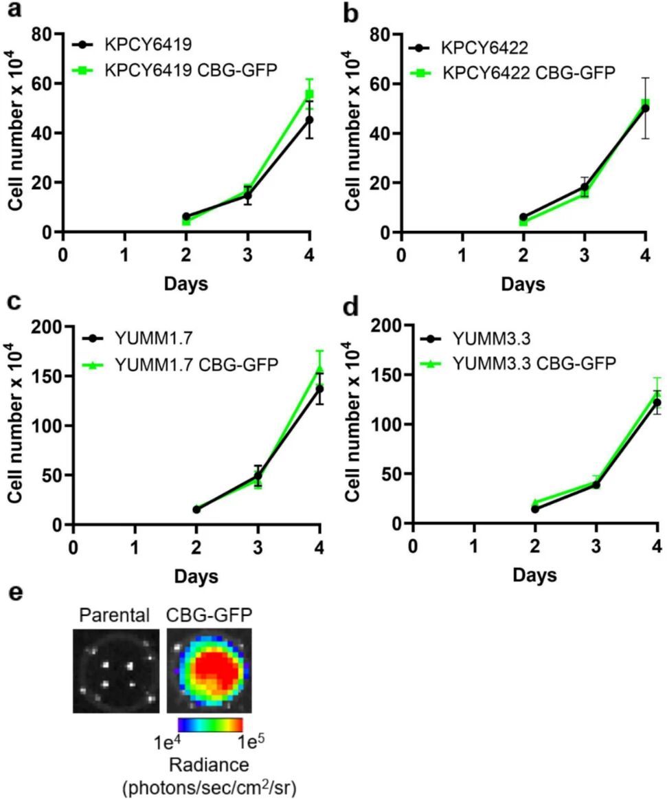 图2：CBG-GFP 报告基因对肿瘤细胞体外增殖的影响