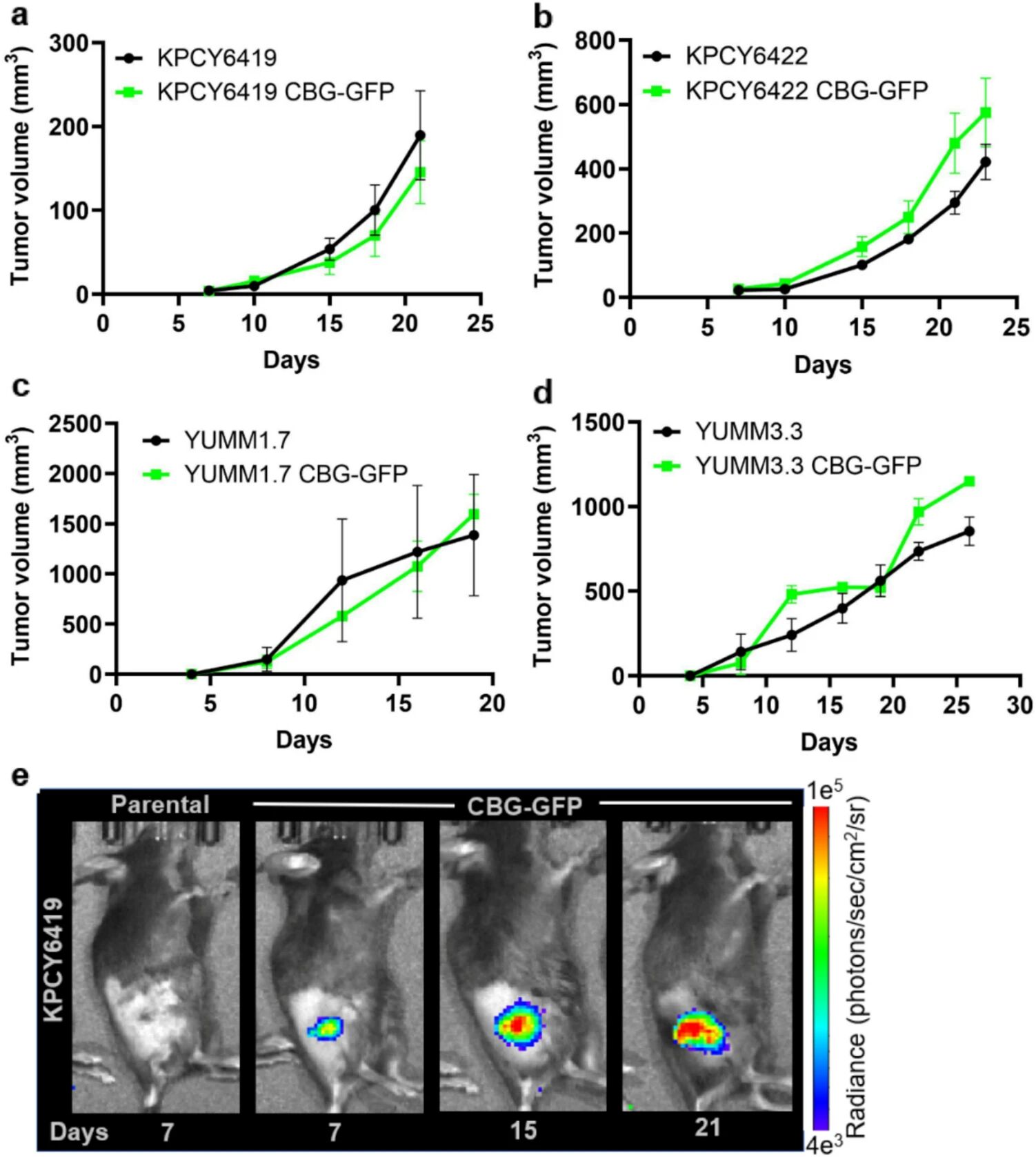 图3：CBG-GFP 报告基因对肿瘤细胞体内成瘤的影响